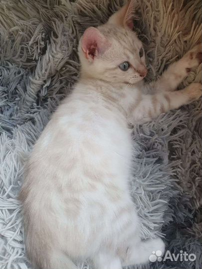 Бенгальская кошка