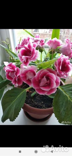 Глоксиния махровая