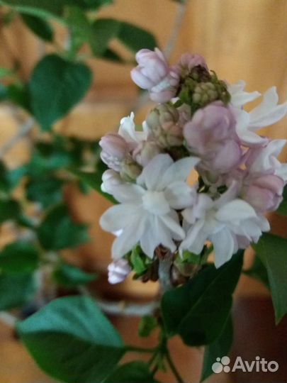 Сирень корнесобственная 