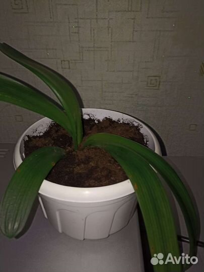 Комнатные цветы кливия