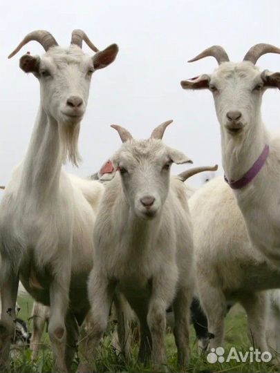 Козы на мясо или живым весом