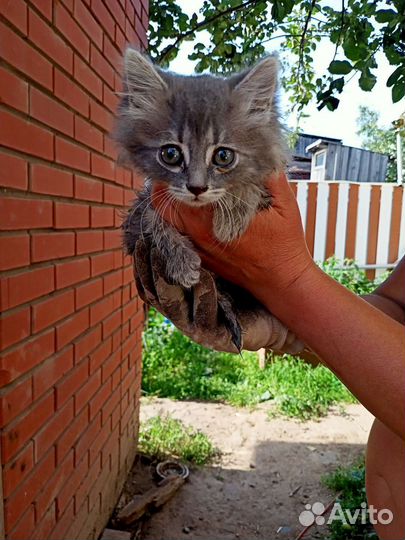 Котенок девочка в добрые руки