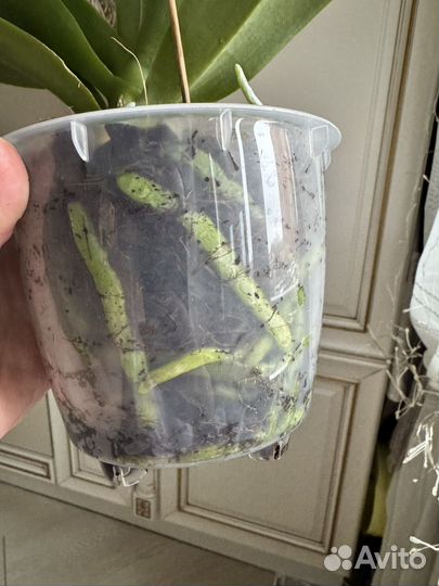 Орхидея фаленопсис бабочка