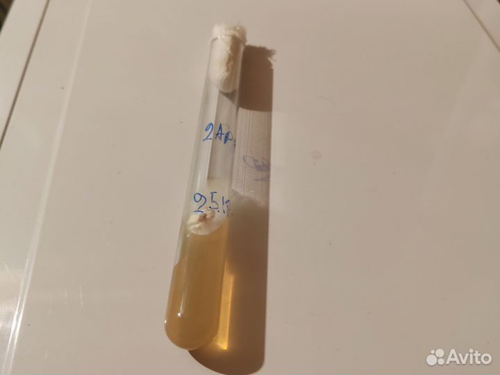 Выращивание грибов