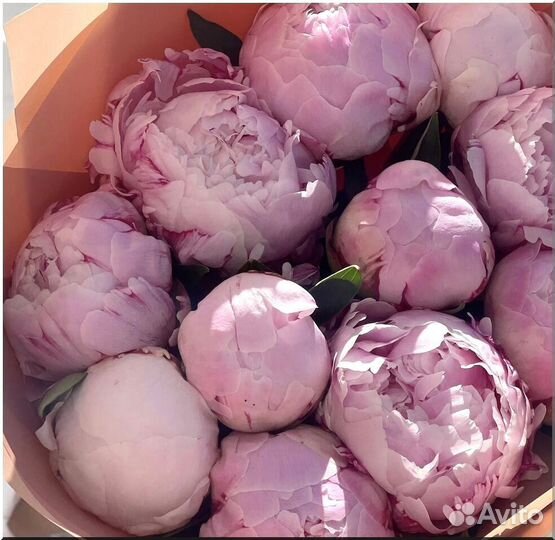 Пионы, Цветы 51