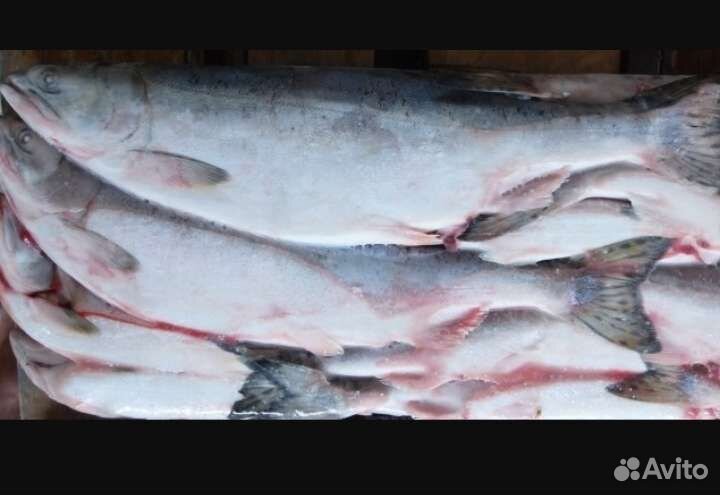 Рыба Горбуша вылов Тихий Океан 2023г