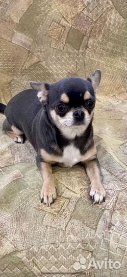 Мини красотулька