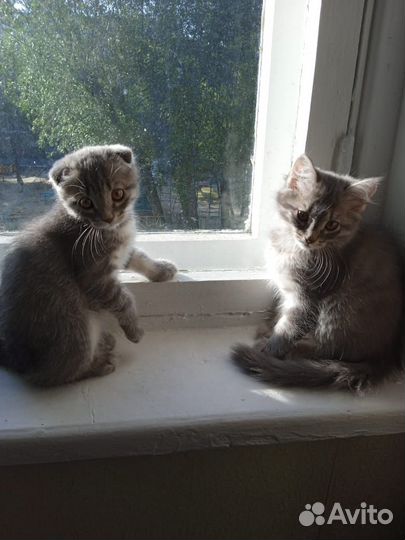 Шотландские котята