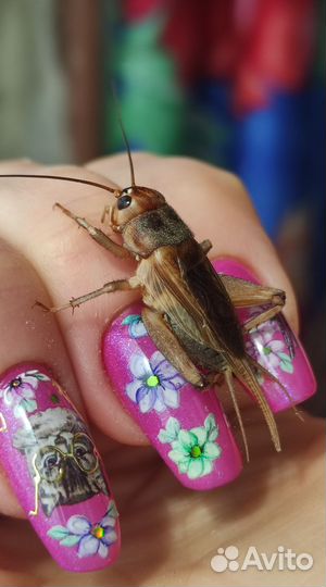 Сверчок банановый