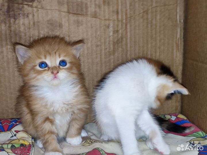 Очень милые Котята