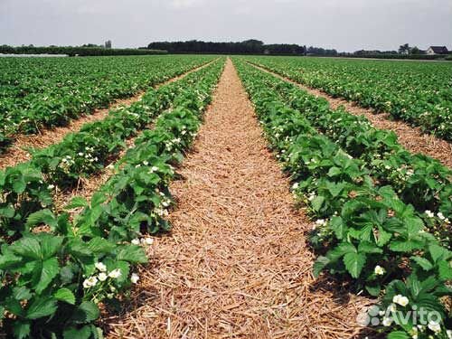 Удобрения для клубники