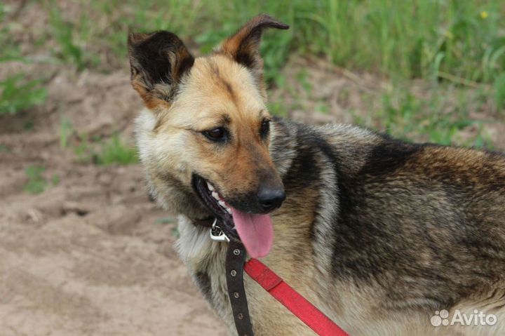 Собака в добрые руки бесплатно