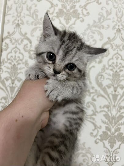 Британский котенок