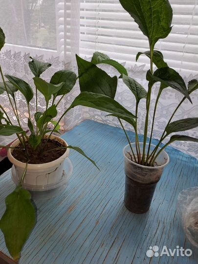 Эхинацея, лук-слизун, гайлардия