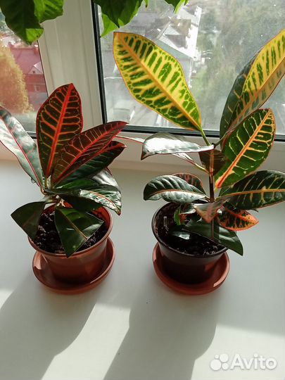 Комнатные цветы