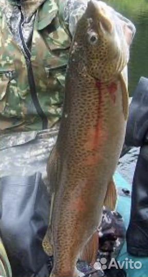 Линок Соленый