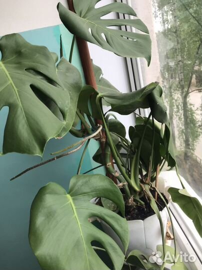 Монстера Карвинского