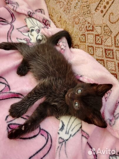 Отдам котенка в добрые руки