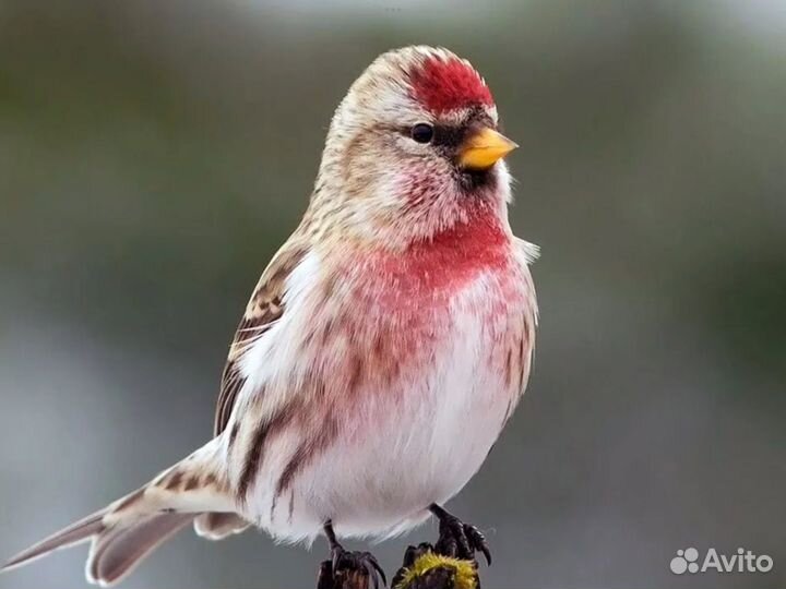 Певчие лесные птицы