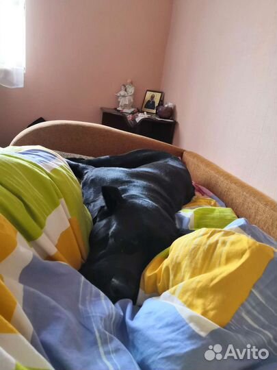 Кане Корсо кобель вязка