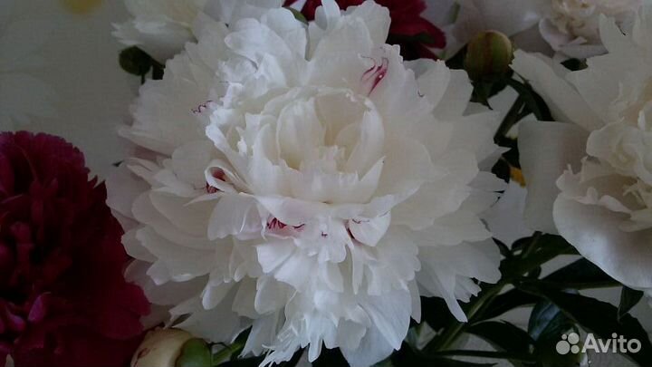 Пионы кусты