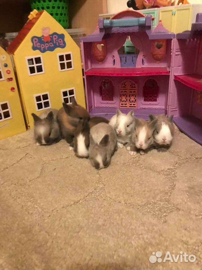 Декоративные кролики