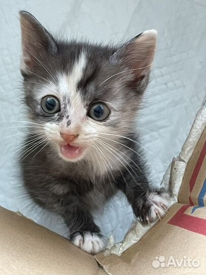 Кошка в добрые руки