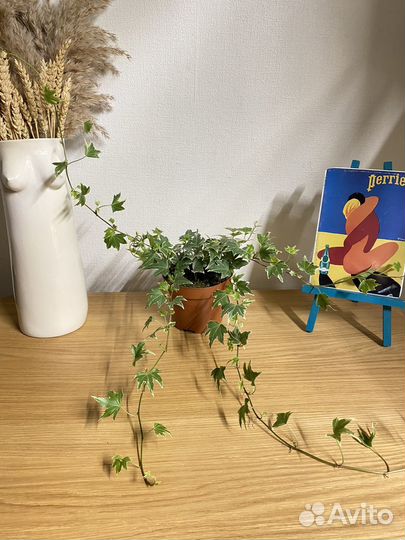 Плющ хедера