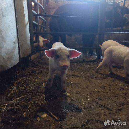 Поросята