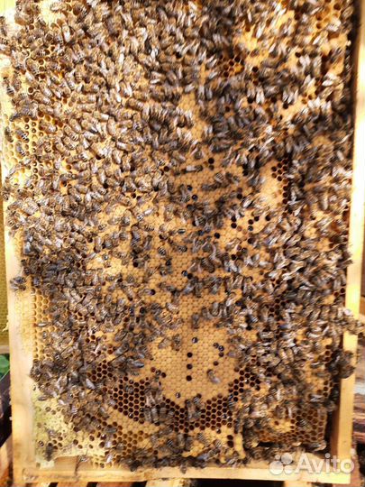 Пчелы Карпатка и Кавказская