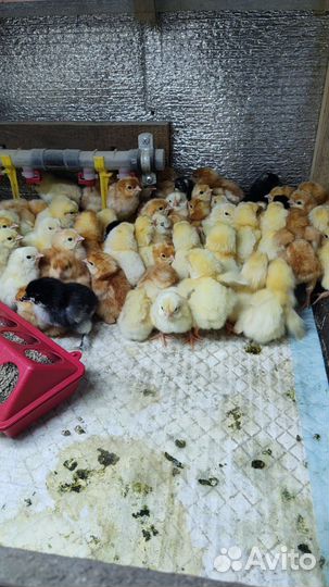 Цыпленок суточный