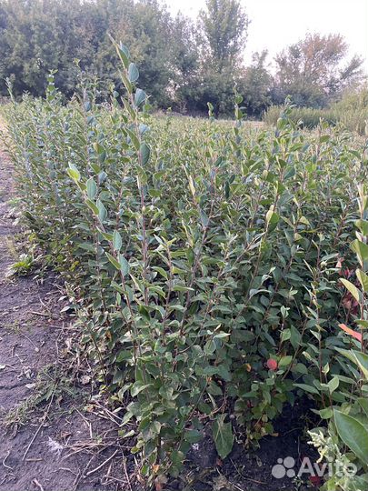 Кизильник блестящий