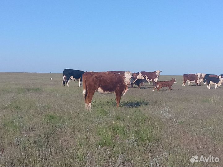 Телки 23 года