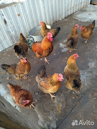 Инкубационное яйцо