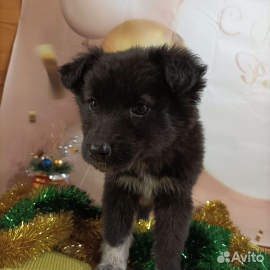 Щенок в добрые руки бесплатно