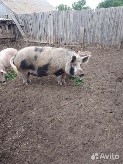 Продам хряка
