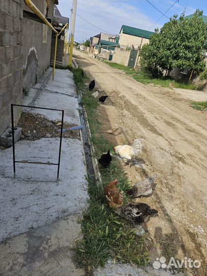 Куры и петухи