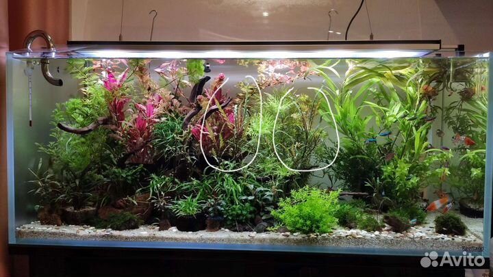 Аквариумные растения