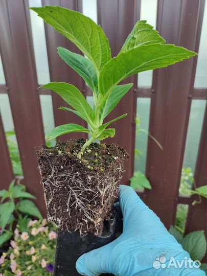 Гортензия крупнолистная