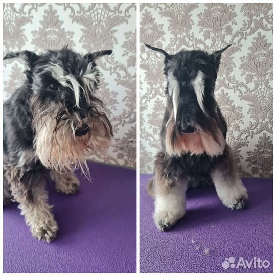 Тримминг, грумминг