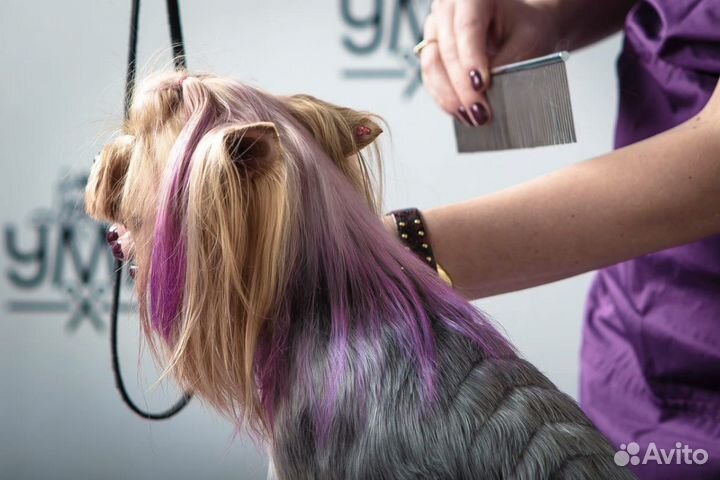 Обучение стрижке собак, курс груминга