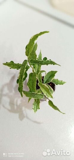 Фикус сагиттата мутабилис