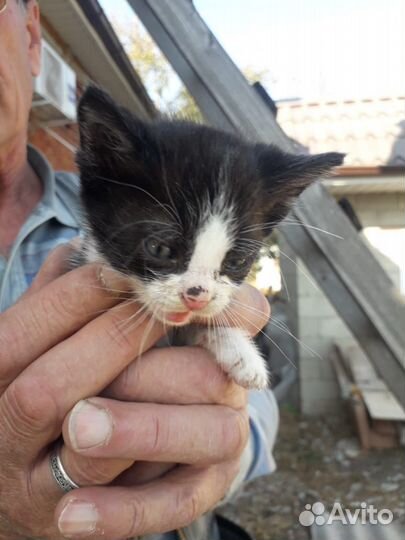 Котёнок мальчик в добрые руки