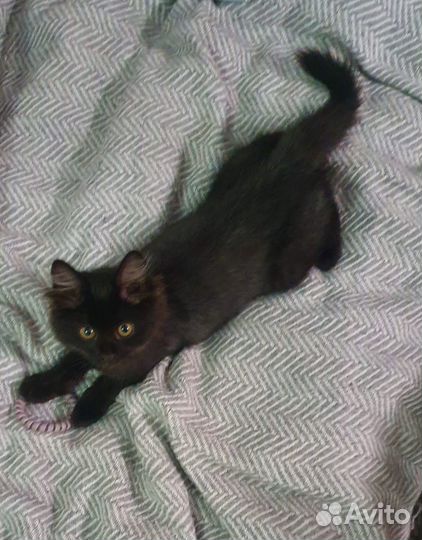 Котята в добрые руки бесплатно