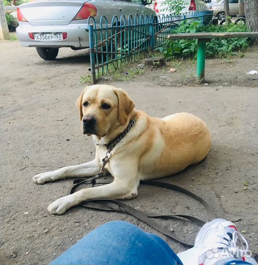 Лабродор для вязки