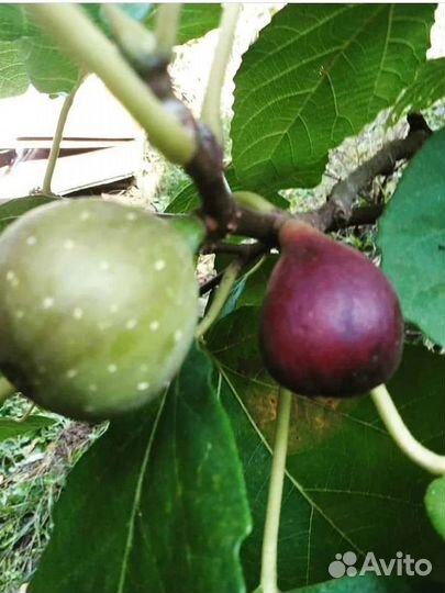 Саженцы инжира