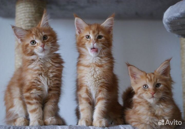 Мейнкун полидакт белый