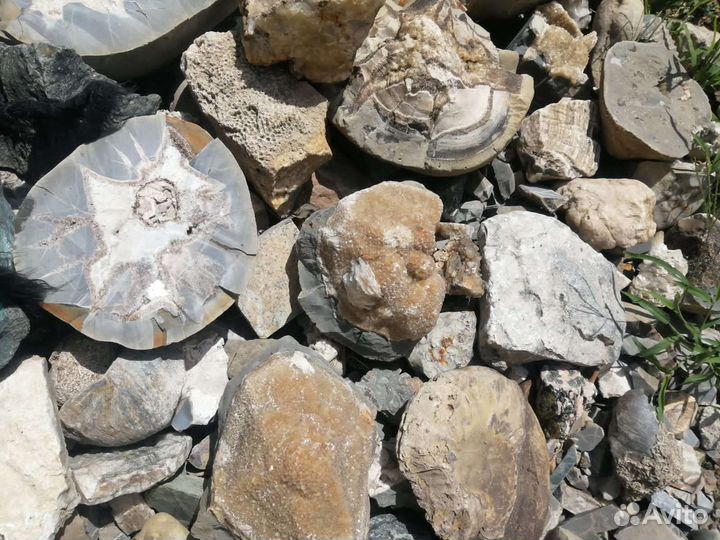 Окаменелости. Минералы. Септарии. Шары из камня