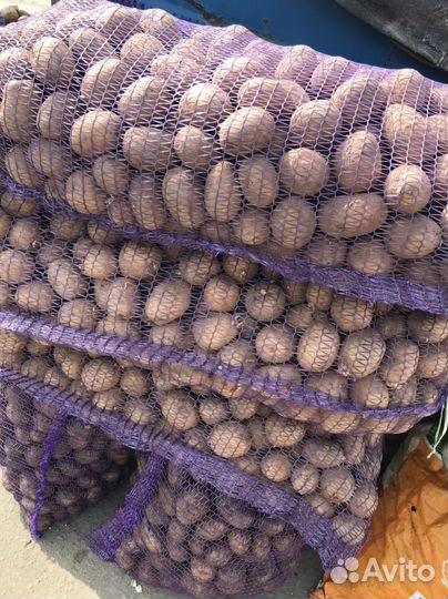 Картофель крупный и семенной, лук, морковь