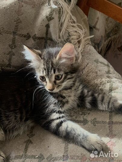 Кошка ищет дом